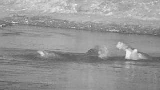 Female arrived and Dewey, the male hippo, gets dramatic at her rejection of him 2/8/26. great vocals