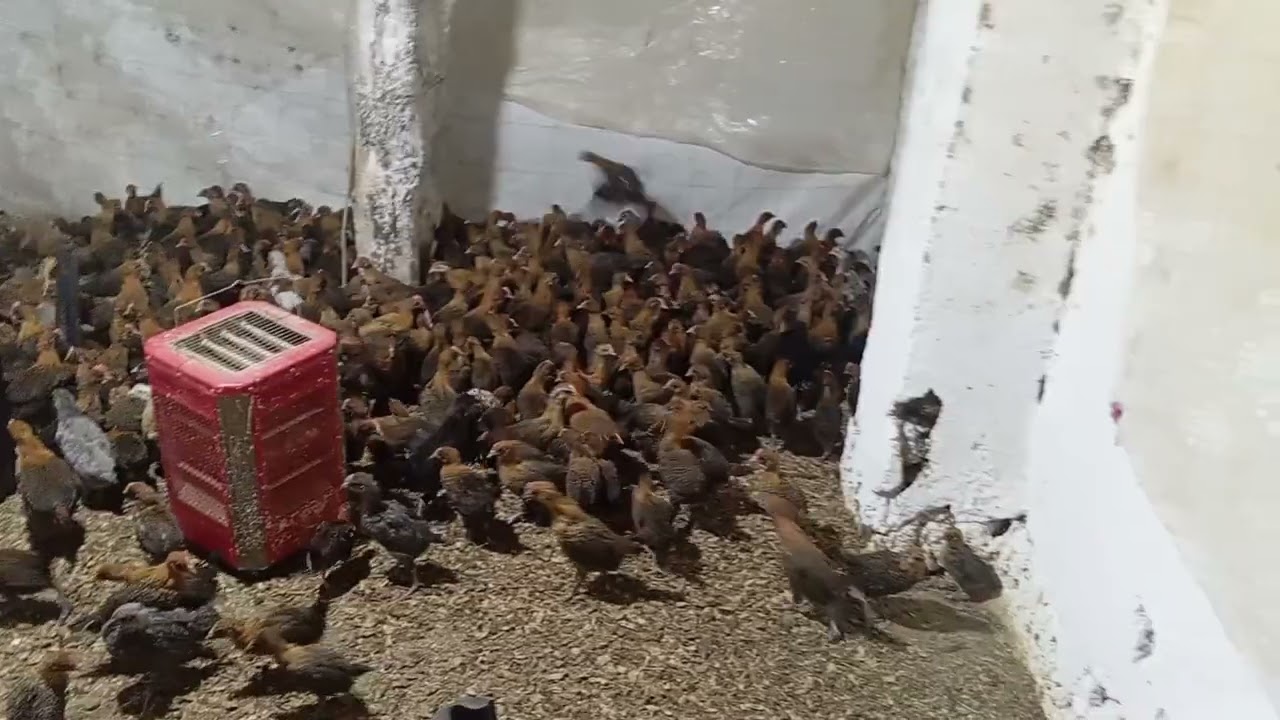 متوفر فلوس فيومي ذهبي للبيع مدينة سيدي سليمان عدد 600 عمر 35 يوم واخدة جميع تلقيحات تواصل0710176620 