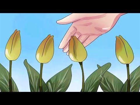 Video: Hoe Tulpen Thuis In De Winter In Een Pot Te Kweken? 16 Foto's Tulpen Planten In Januari En Februari. Kan Ik Ze Op De Vensterbank Bewaren? Hoe Bewaar Je Ze?