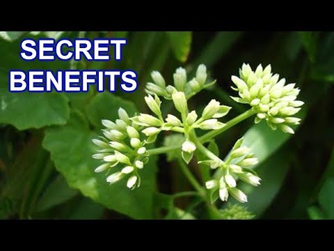 Amazing Herb Plant Secret Health Benefits of Mikania Micrantha