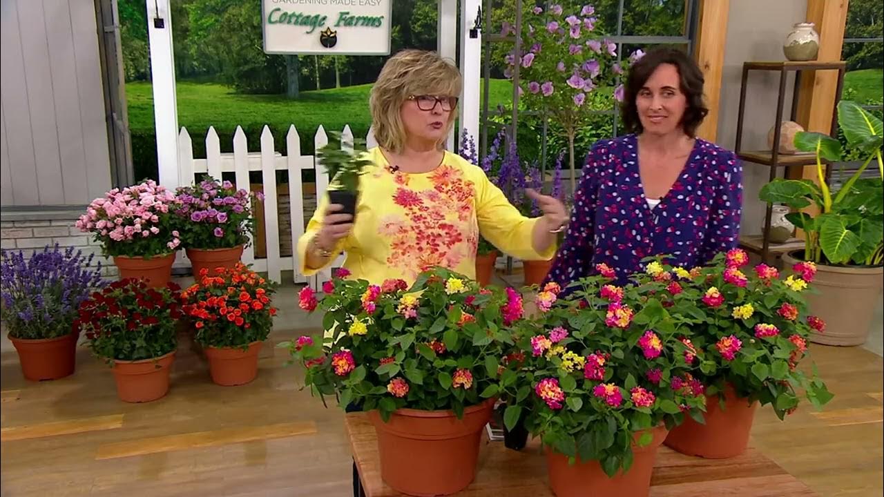 Cottage Farms 3Piece Bloomify Pink Lantana Live Plants on QVC YouTube