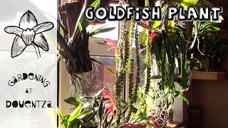 Columnea, the Goldfish Plant