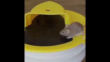 Bẫy Chuột Tự Động Thông Minh Có Nắp Trượt [Hàng Việt Nam Bán Sỉ SLL]