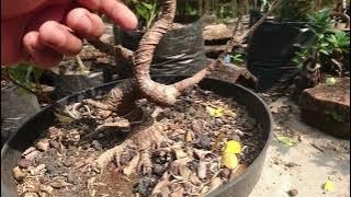 Membuat Bonsai Kimeng Meliuk Informal dari Sebesar Sedotan | Moyogi Tiger Bark Ficus Microcarpa
