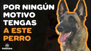 PASTOR BELGA MALINOIS 7 RAZONES para NO TENERLO
