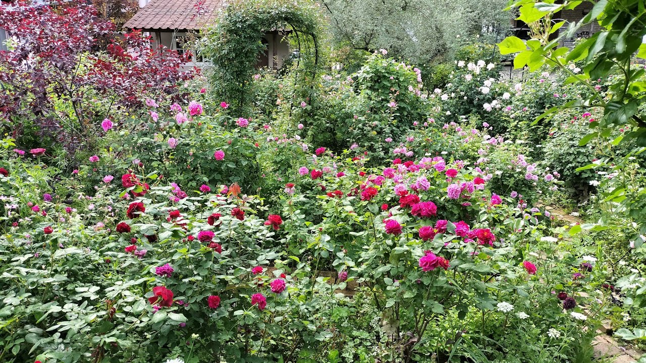 2026.5.8 🏡Rose blooming status♪Early blooming, rare roses