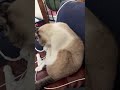 ライブ ハイライト