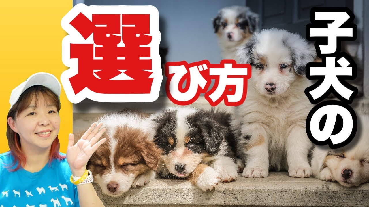 子犬の選び方 あなたに合う犬を迎えよう！ 飼育放棄の1番の理由『飼いきれないから』をなくすためにも・・ YouTube