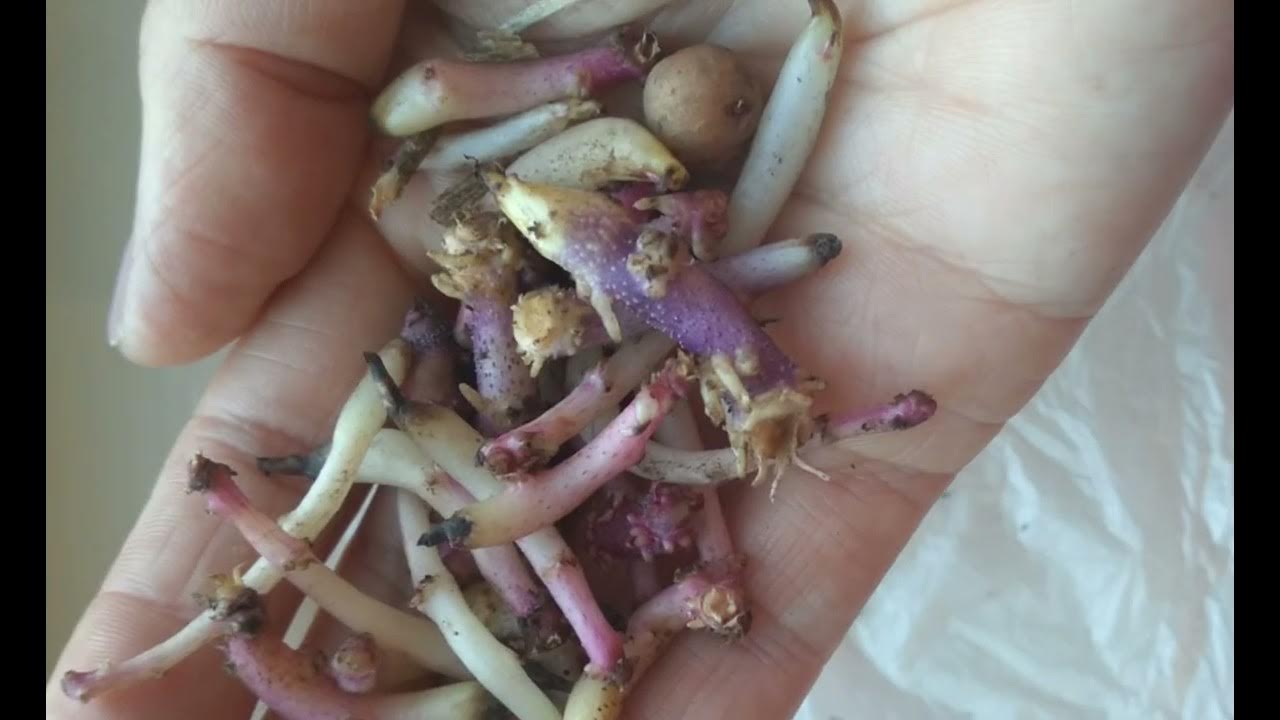 Очень мощный и натуральный стимулятор роста для всех растений,сильный ...