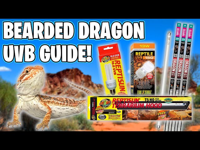 Bearded Dragon Lighting Requirements