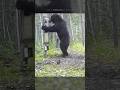 Wild bear got angry when it saw its reflection shorts wildanimal bear mirror