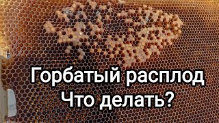 КАК ИСПРАВИТЬ ТРУТНЕВУЮ СЕМЬЮ ВЕСНОЙ? ПЧЕЛОВОДСТВО!