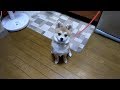 ポメ柴犬 くぅちゃん もうすぐ中型犬？