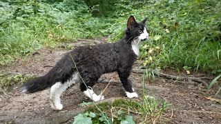 Norwegian Forest Cat: With Odin through rough Terrain