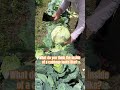 Let's take a look inside a cabbage #farming #outdoors #gardening