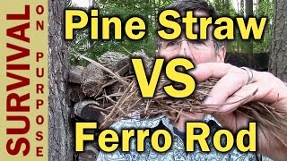 Pine Straw vs Ferro Rod - Natural Fire Tinder