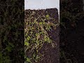 Easy method to grow unlimited sphagnum moss update 1