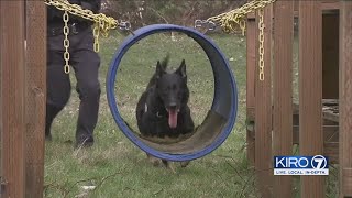 Lynnwood police K-9 diagnosed with cancer