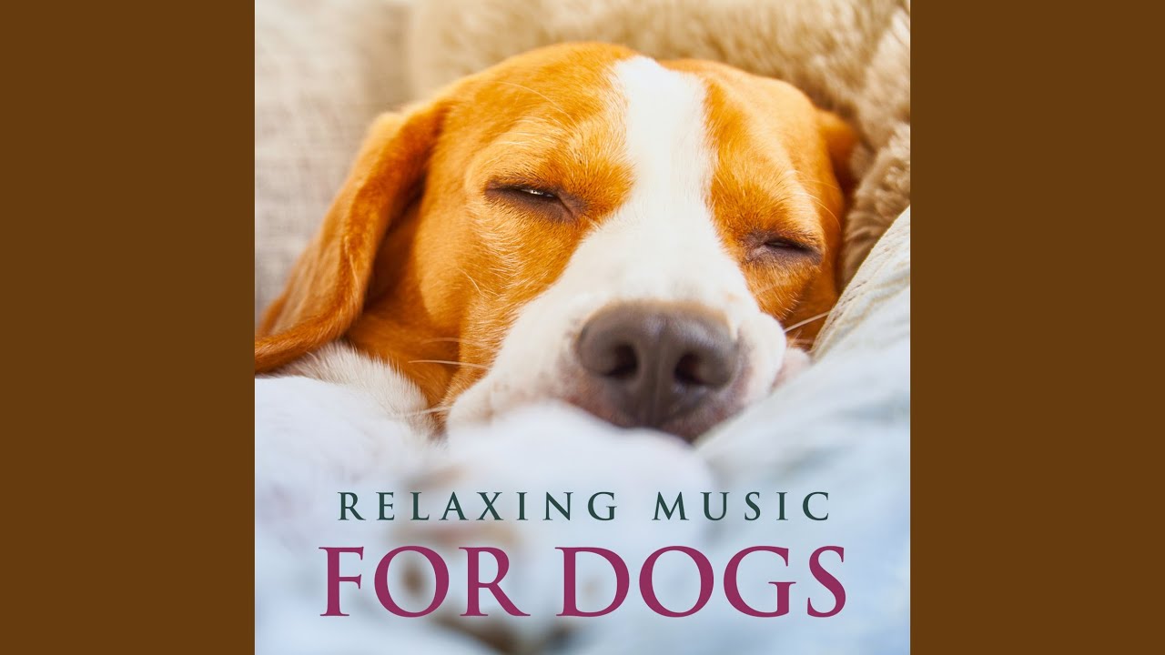 Music for Pets and Animals YouTube
