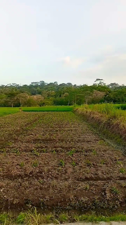 indah nya sawah pinggir jalan tol #storywa #shortvideo #fypシ #shorts