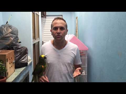 Vídeo: Como Identificar Uma Fêmea De Papagaio