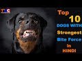 Top 10 Dogs With Strongest Bite Force : TUC  :The Ultimate Channel