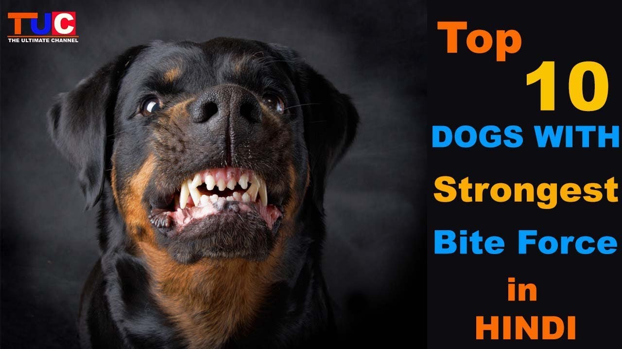 Top 10 Dogs With Strongest Bite Force TUC The Ultimate