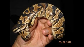 Hovabator unboxing and set up