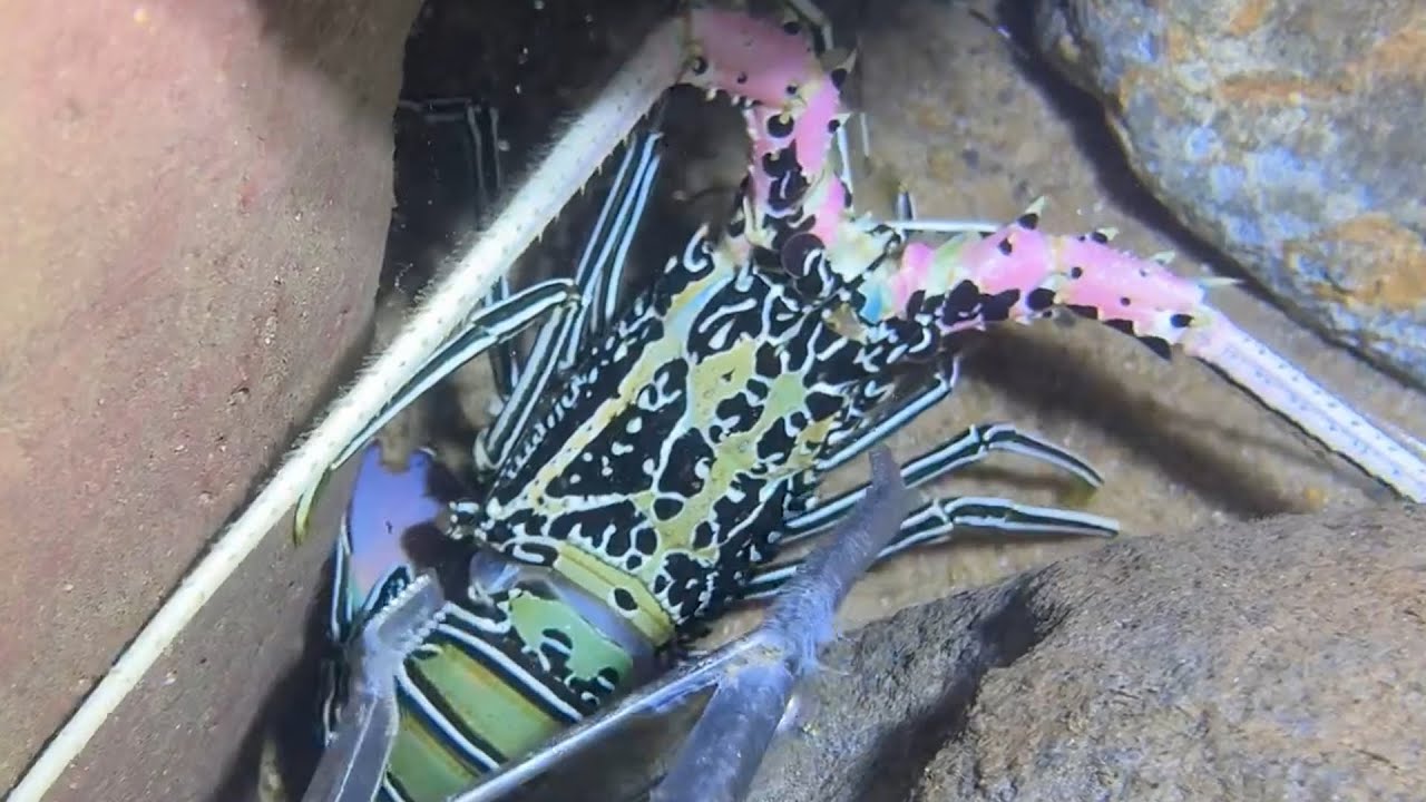 Diving under the sea to catch eels, crabs and sea cucumbers | Part 73-1