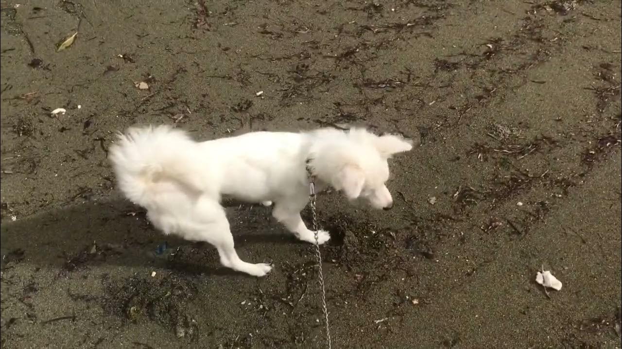 POOPING TIME ASPIN + SHIH TZU MIXED YouTube