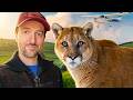 I Transported A Mountain Lion In A Tiny Two Seater Airplane 