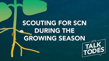 Scouting for SCN during the growing season