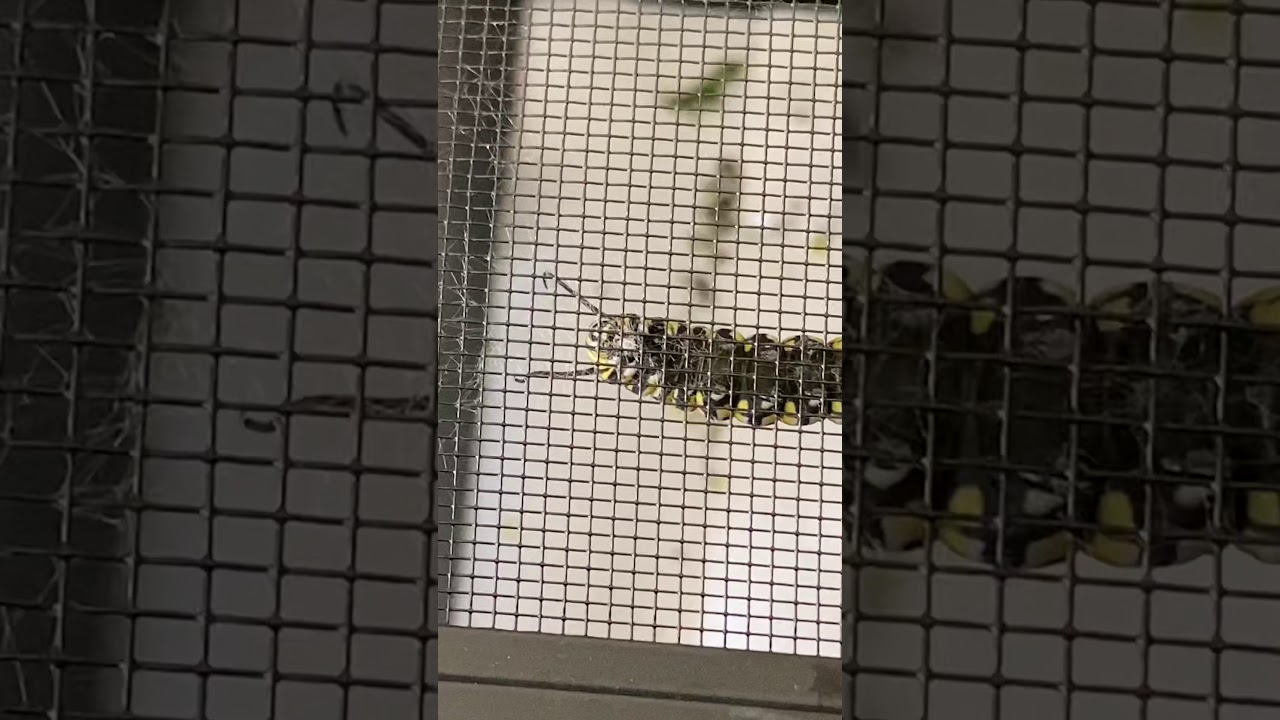 Monarch Caterpillar Spins A Silk Button