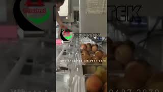 Fruit weigher for litchi clamshell tray packing