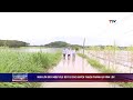 Mưa lớn gây ngập cục bộ tại hai huyện Thạch Thành và Vĩnh Lộc | PTTH Thanh Hóa