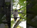 Owl stays calm amid barrage of birds