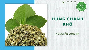 Lá húng chanh, vị thuốc chữa được nhiều bệnh không phải ai cũng biết