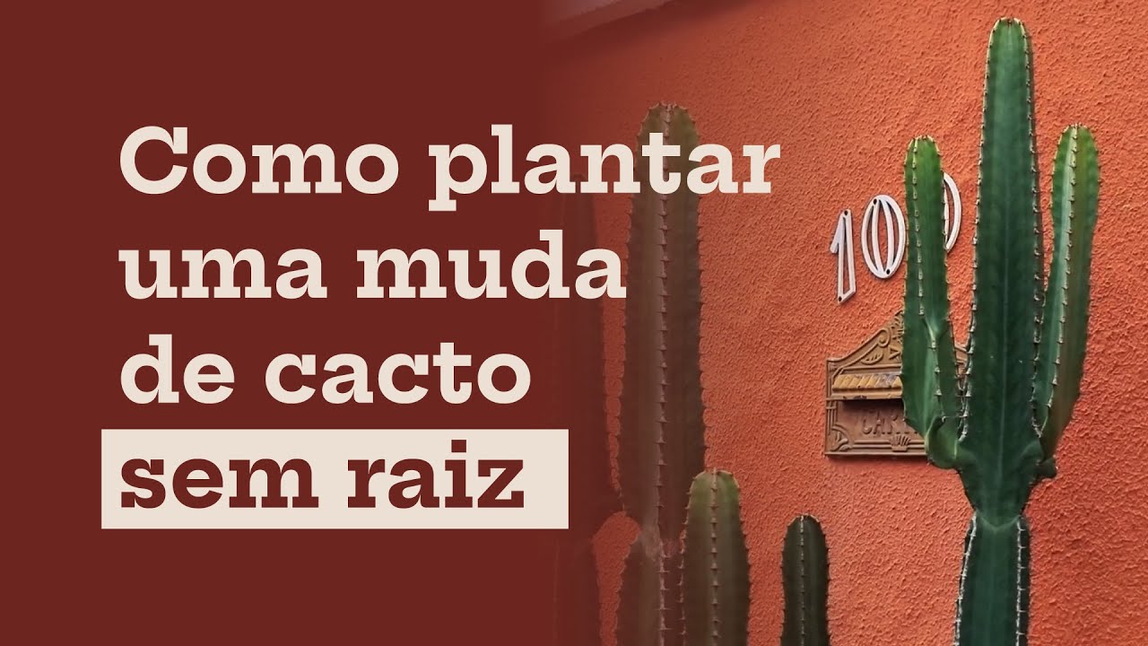 Como plantar uma MUDA DE CACTO SEM RAIZ