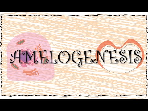 Amelogenesis