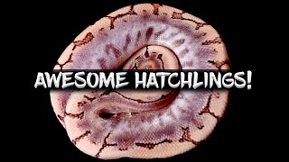 Celebrity Update on my Awesome Ball Python Hatchlings! Net Worth