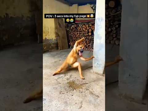 Why Is This Dog Dancing So Cute? #funny #comedy #memesdaily  #dogdancing  #dogtraining