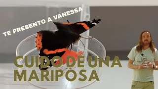 Cómo CUIDAR DE UNA MARIPOSA | Vanessa atalanta