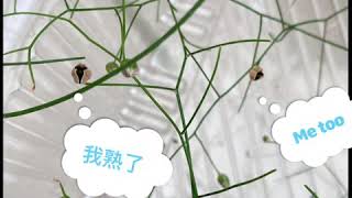 髮葉蒼角殿種子收成 Schizobasis Intricata Seed