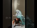 If we get 1.3 k this will be the most viewed vidunder the sound #ari #grug #memes