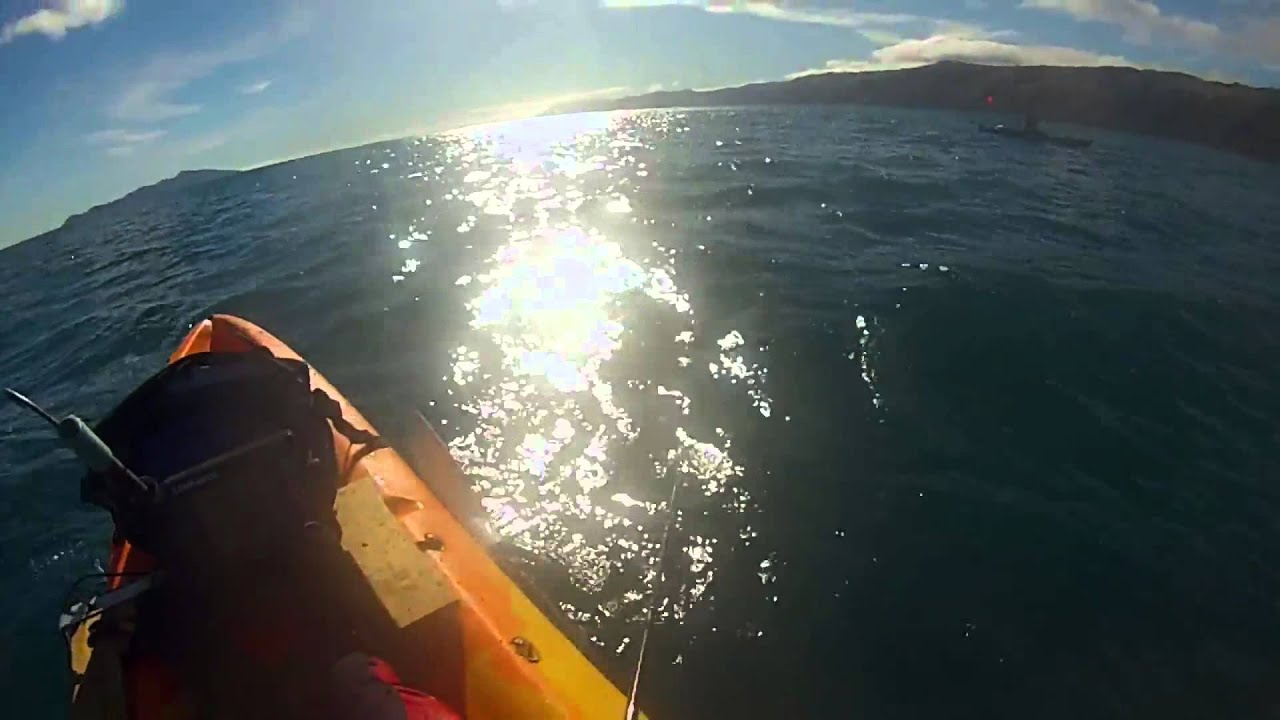 Kayak fishing, Wellington, New Zealand YouTube