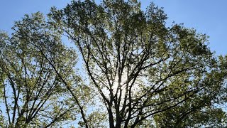 Matriarchy Economics