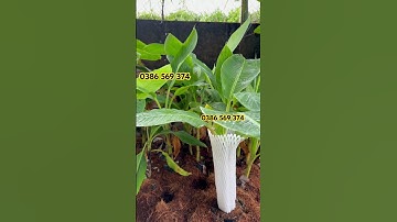 Cây Chuối sáp nghệ cao 40cm | 0386569374 - Ngọc Ngân Bến Tre | Chuyên cây độc lạ