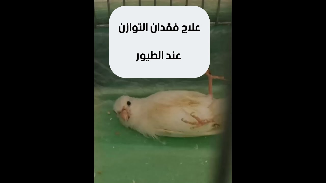 علاج فقدان التوازن عند الطيور بأن الله الشفاء العاجل لجميع الطيور