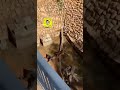 نمر ياكل سوداني في اسعوديه اليوم