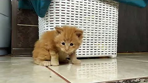 Watch the video about Purebred Maine Coon Kitten | Available for Adoption - Reputable Breeders Near You